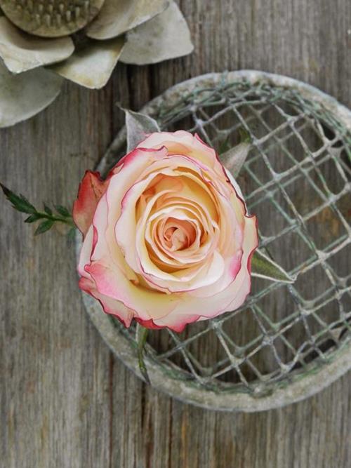 Sweetness  Bicolor White/Pink Roses